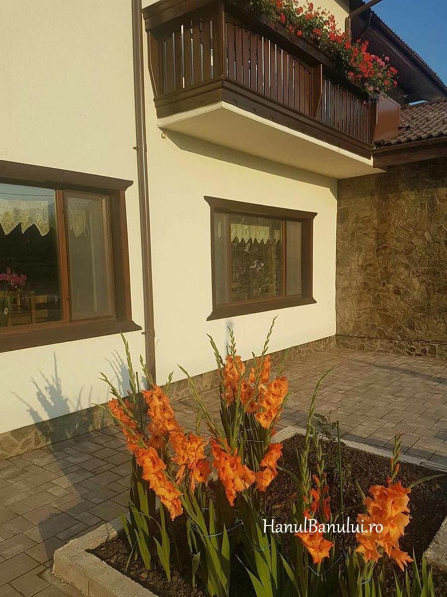 Complex Transalpina - Housity