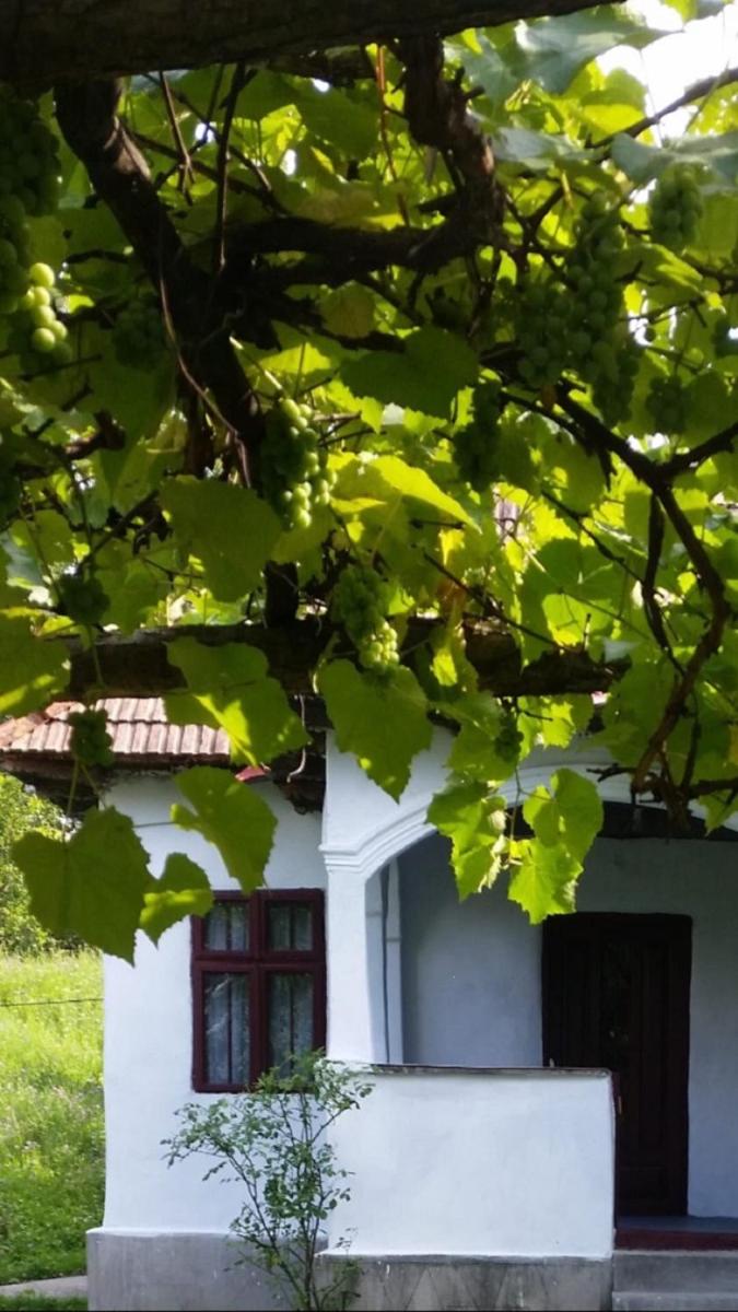 Pridvorul lui Viorel - Housity