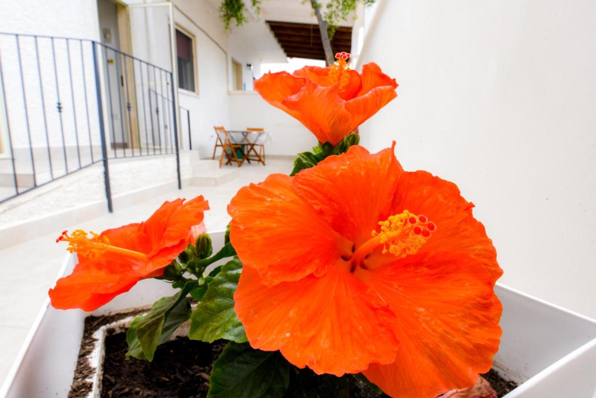 B&B Macchia Mediterranea - Housity
