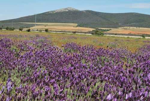 Hotel rural B&B la Perla - Housity