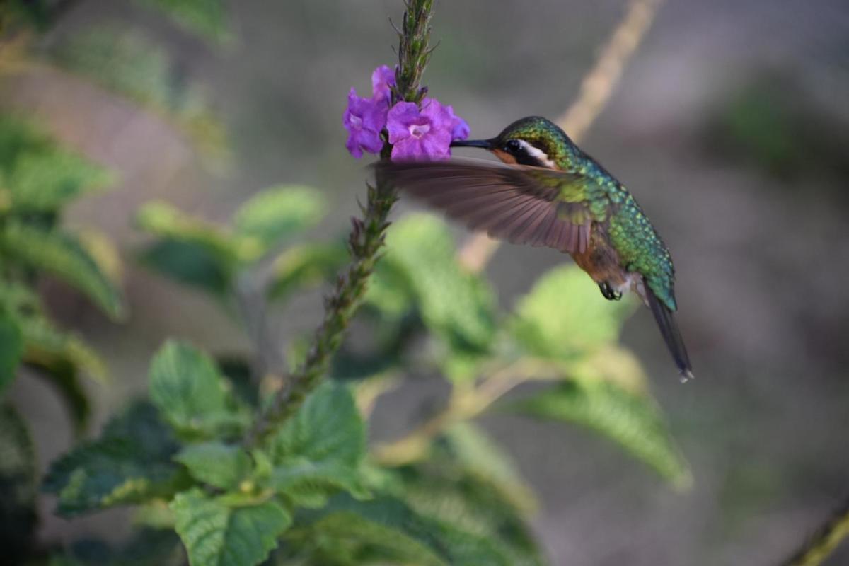 Wildlife Paradise - Housity
