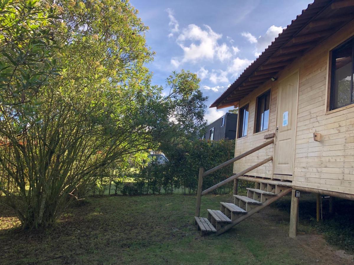 Crisantema 2 - Housity