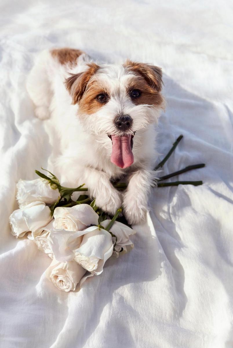 a dog with its tongue out and a bunch of flowers at Novotel Bengaluru Outer Ring Road in Bengaluru