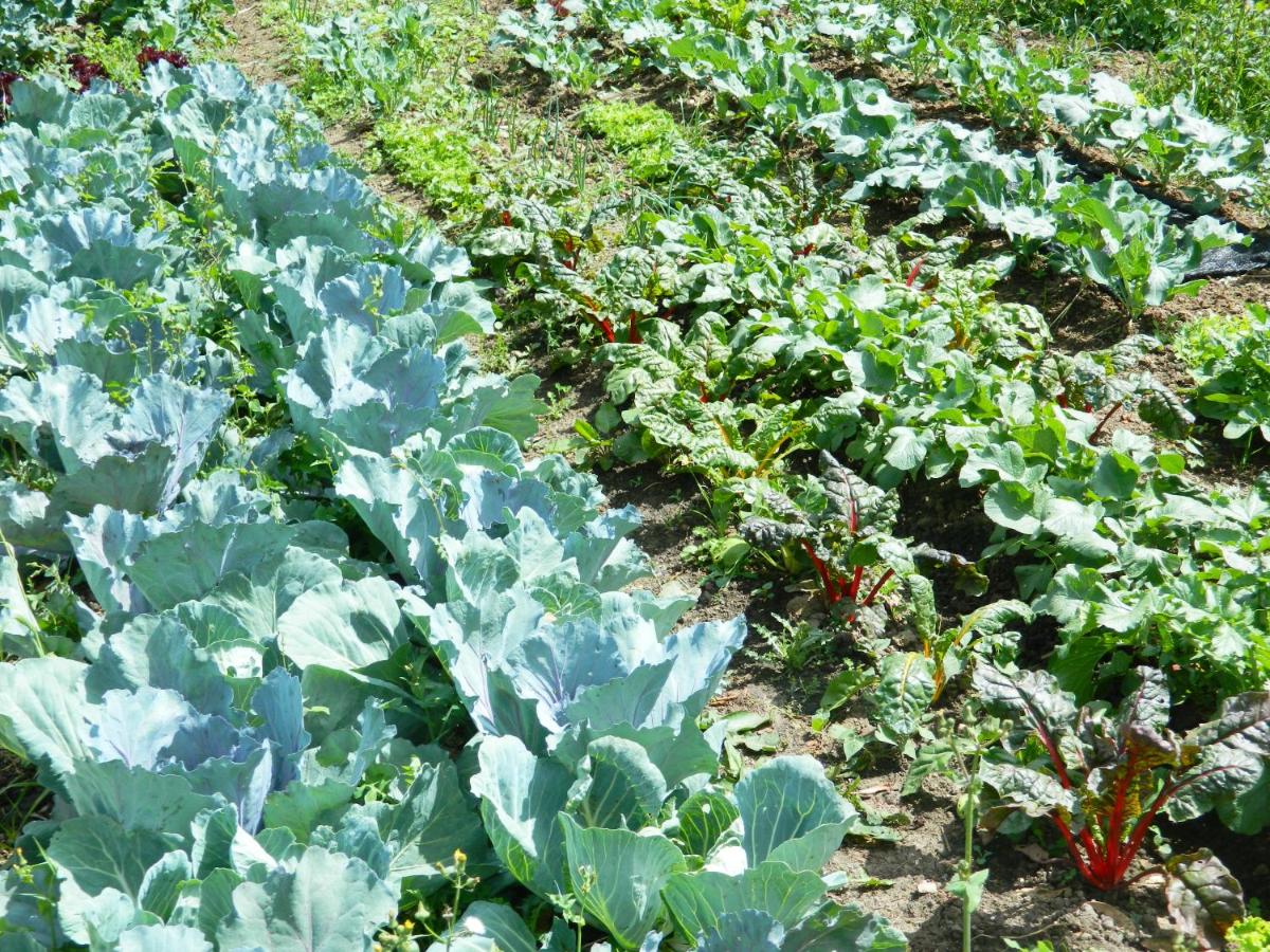 Casa de ensueño Granja Agroecológica Cielo Verde - Housity