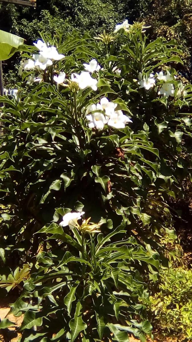 Casa em Monte Gordo - Litoral norte da Bahia - Housity