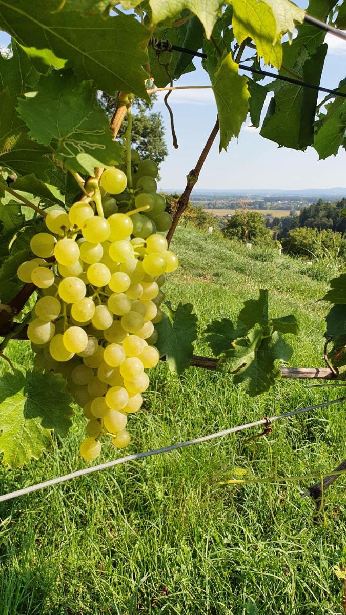 Weingut & Ferienwohnungen Lenhard - Housity