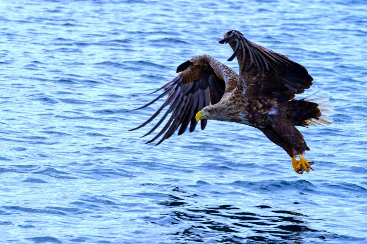 Orcas Bay Lofoten - Housity