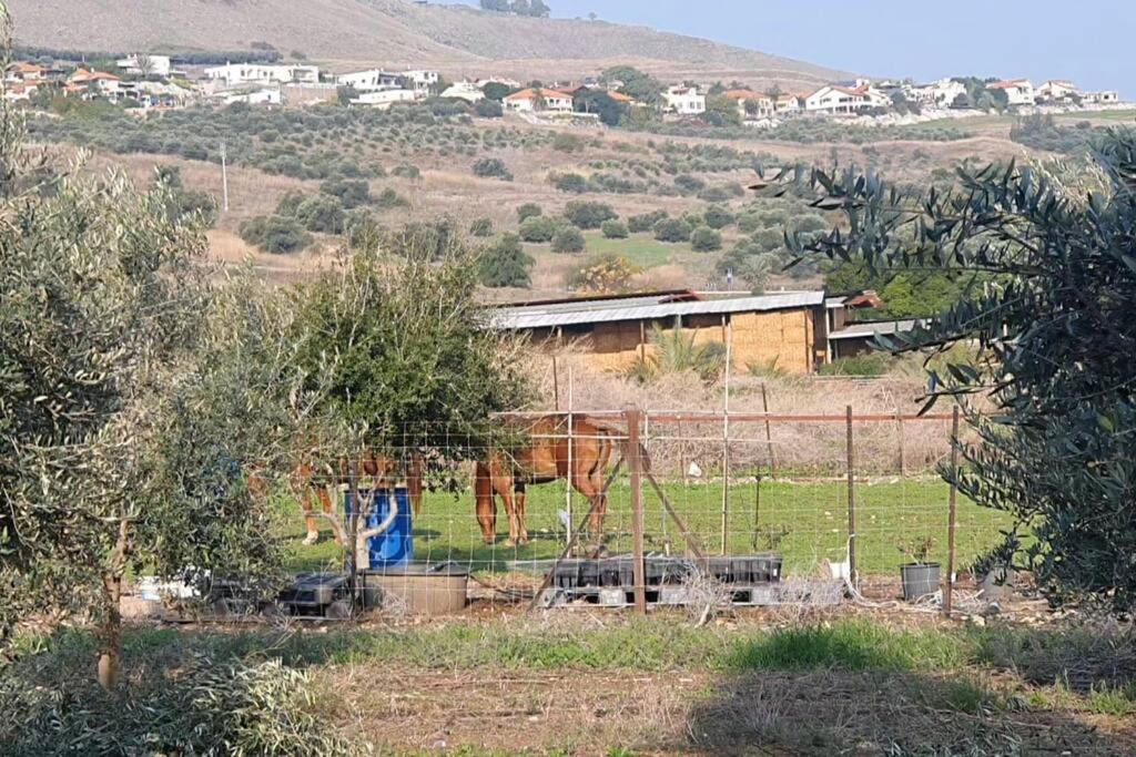 Purr and Simple Tzimmer and Cat Boarding - Housity