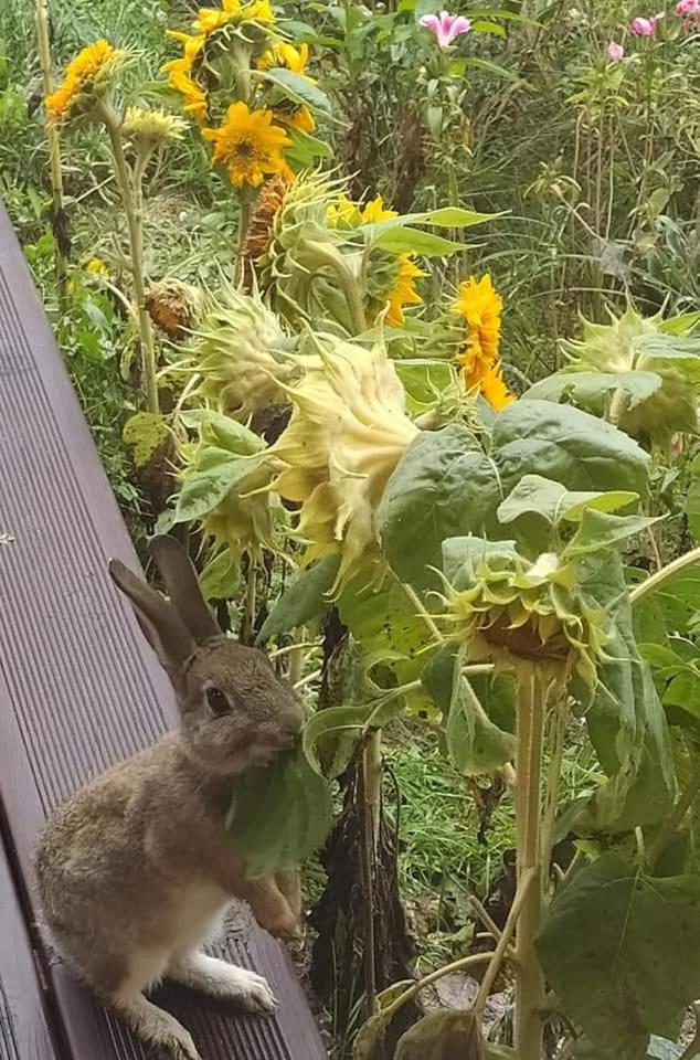 Chata pod Świnią Górą * - Housity