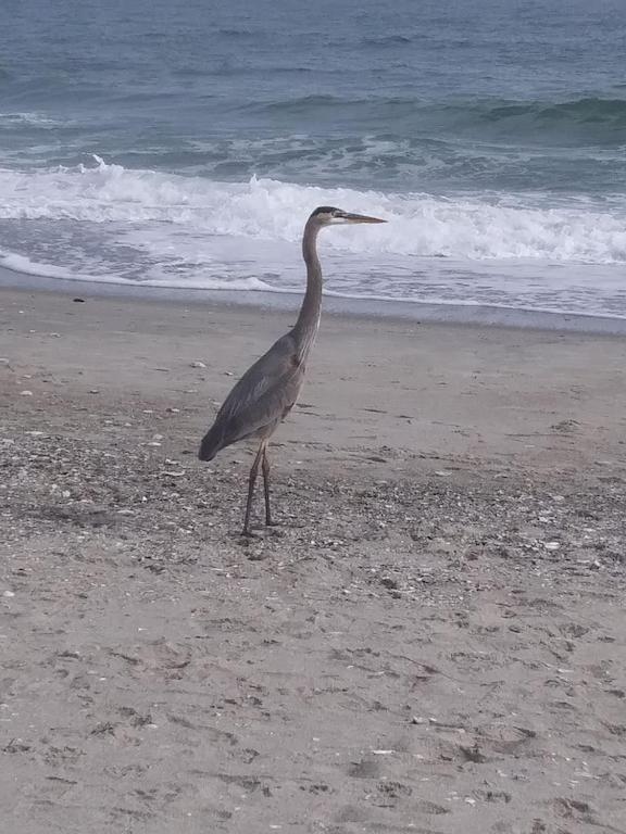 3rd Floor Studio min from Cherry Grove , SC - Housity