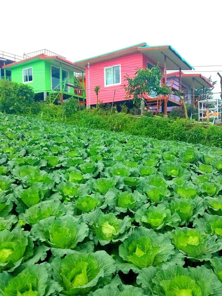 ไร่รุ่งอรุณ ภูทับเบิก - Housity