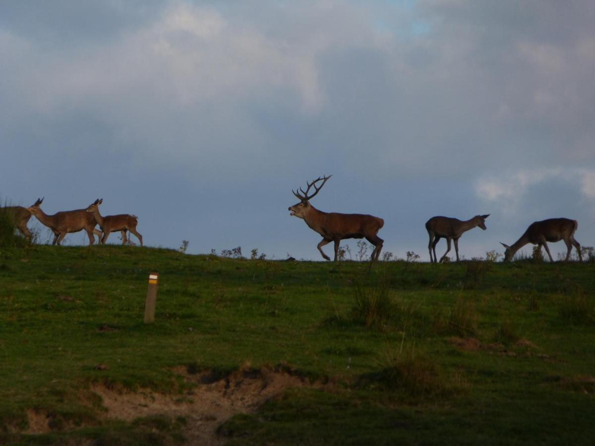 Animales en el hotel o alrededores