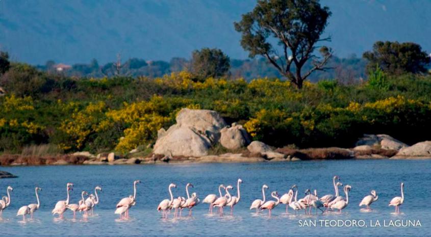 Ginepro House - San Teodoro - Housity