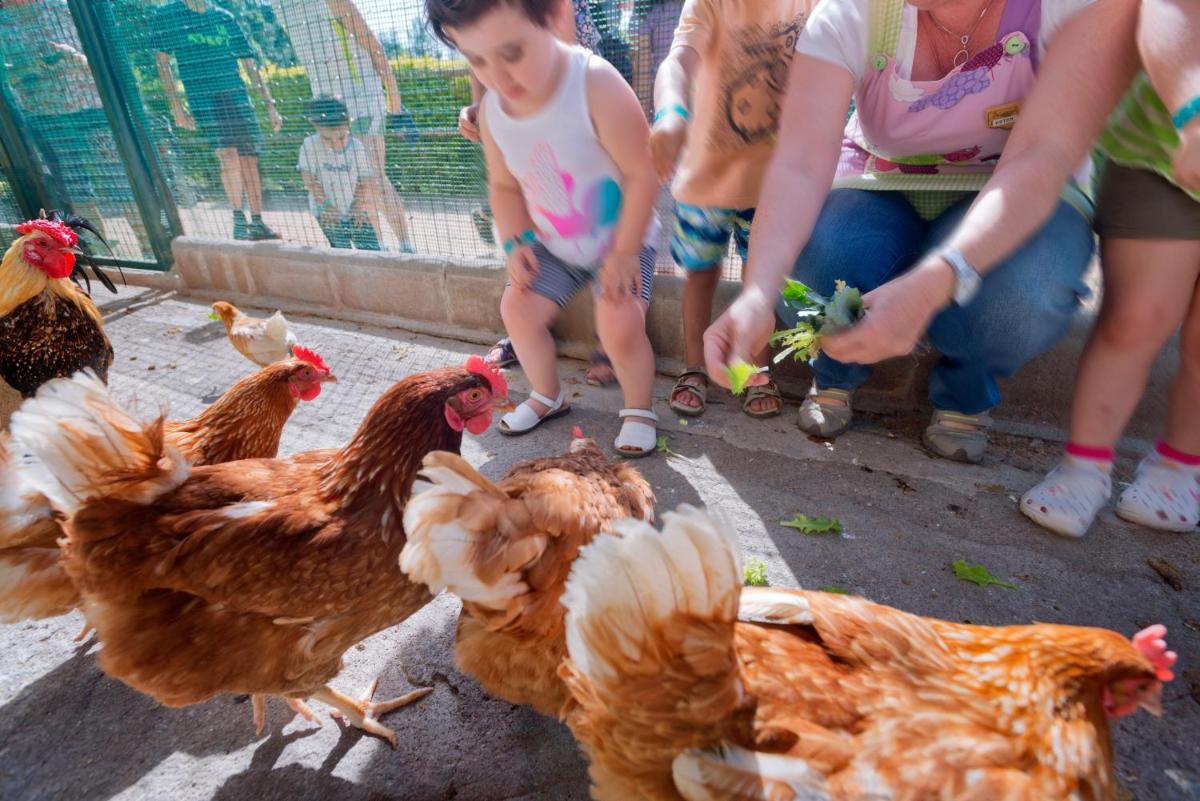 Animales en el hotel o alrededores