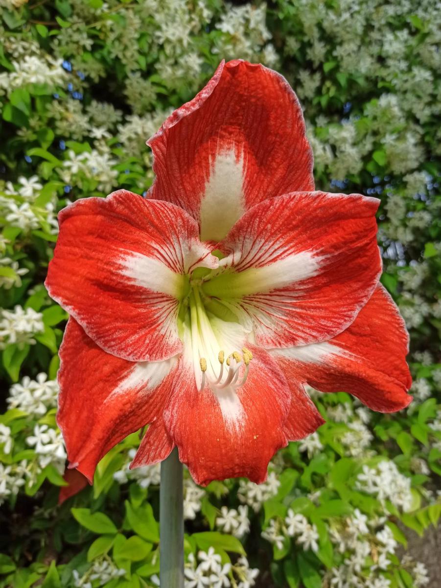 Amaryllis Case Vacanza - Housity