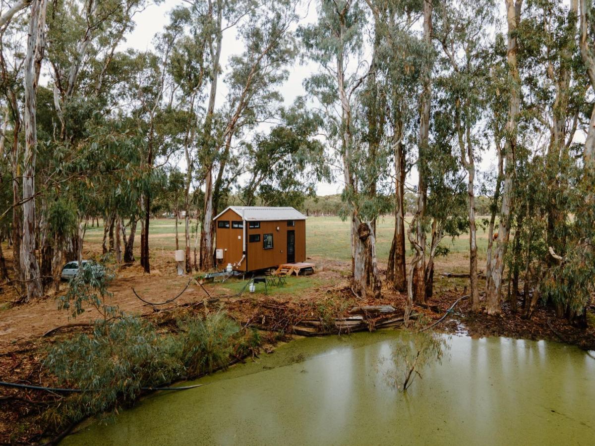 River Red Gum - Housity