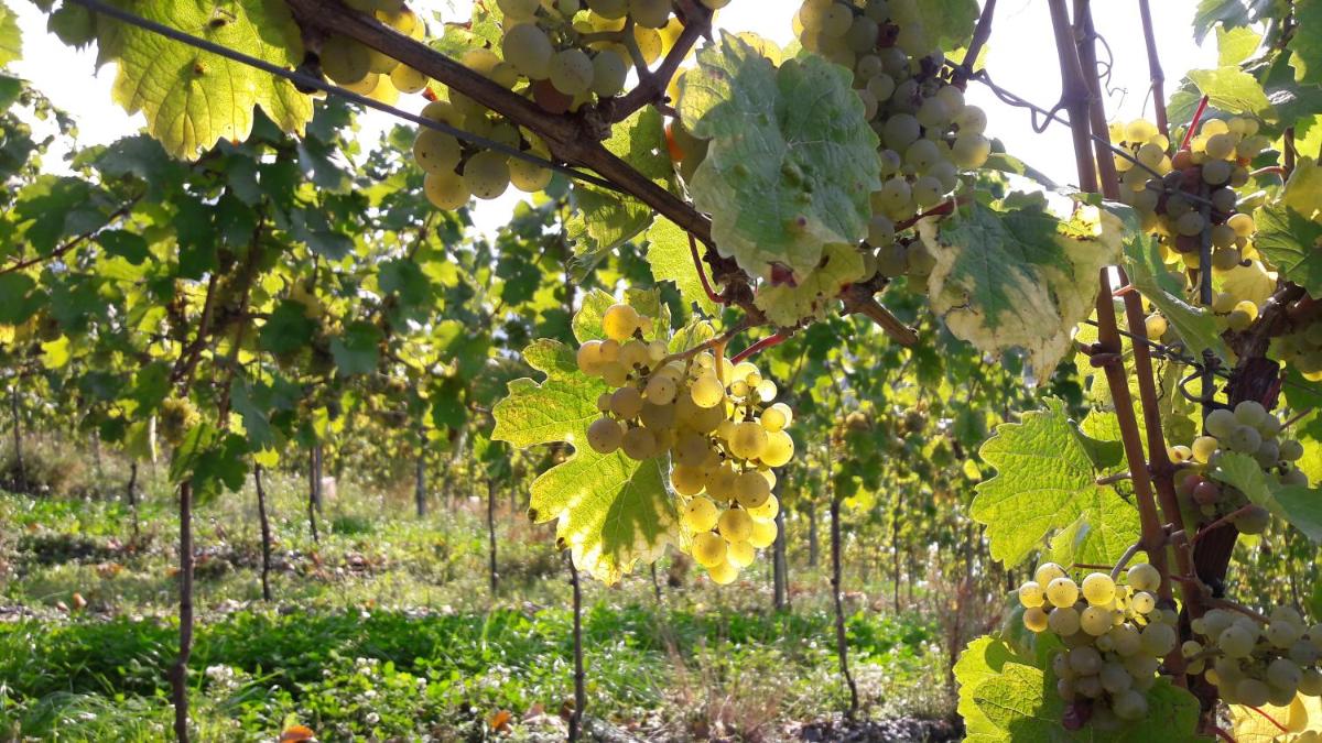 Ein Garten an der Unterkunft Wein- und Landhaus S A Prüm
