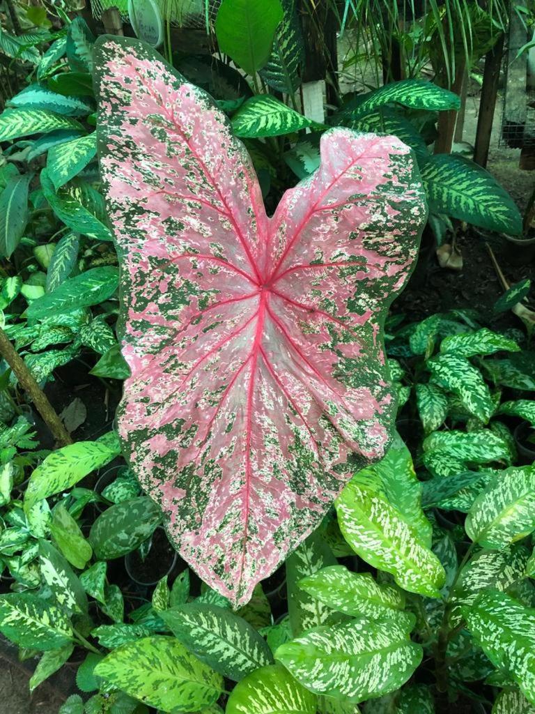 Casa Capirona 3 - Laguna Azul - Housity