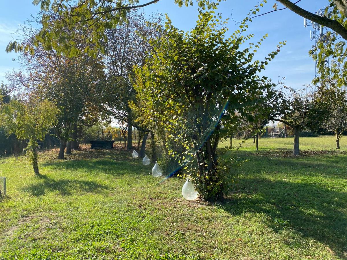 Balabuska Rooms & Garden - Housity