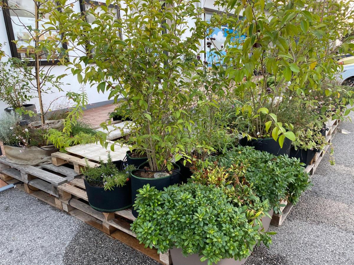 Balabuska Rooms & Garden - Housity