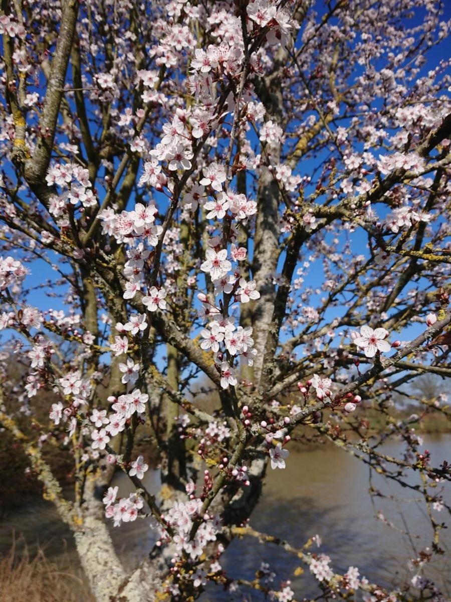 Chambre aux portes de Laval - Housity
