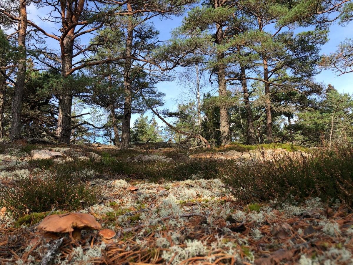 Mysig och modern Stuga på Snögård, nära havet och naturen - Housity