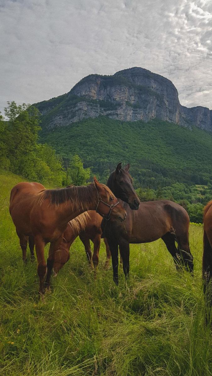 Studio au pied de la montagne et vue imprenable - Housity