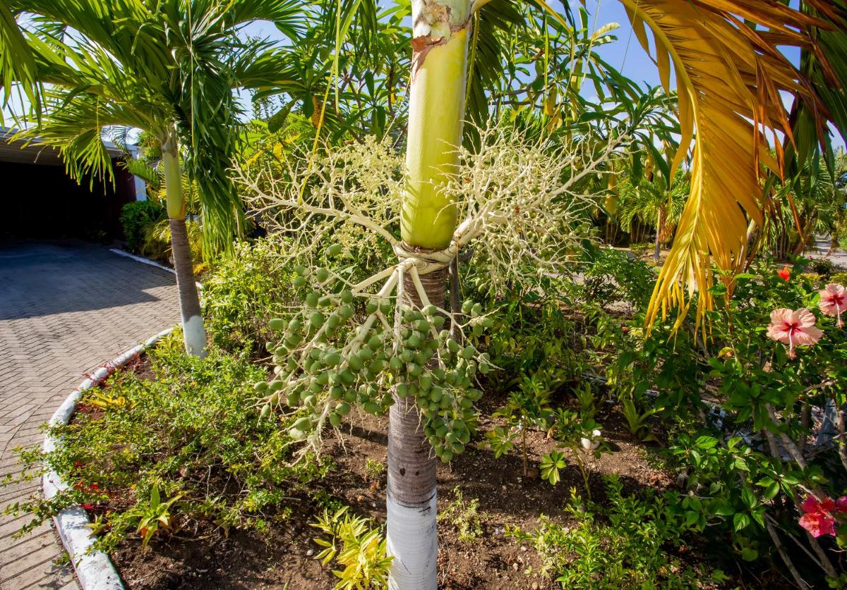 NATURE'S CHOICE HOME RICHMOND PALMS, JAMAICA - Housity
