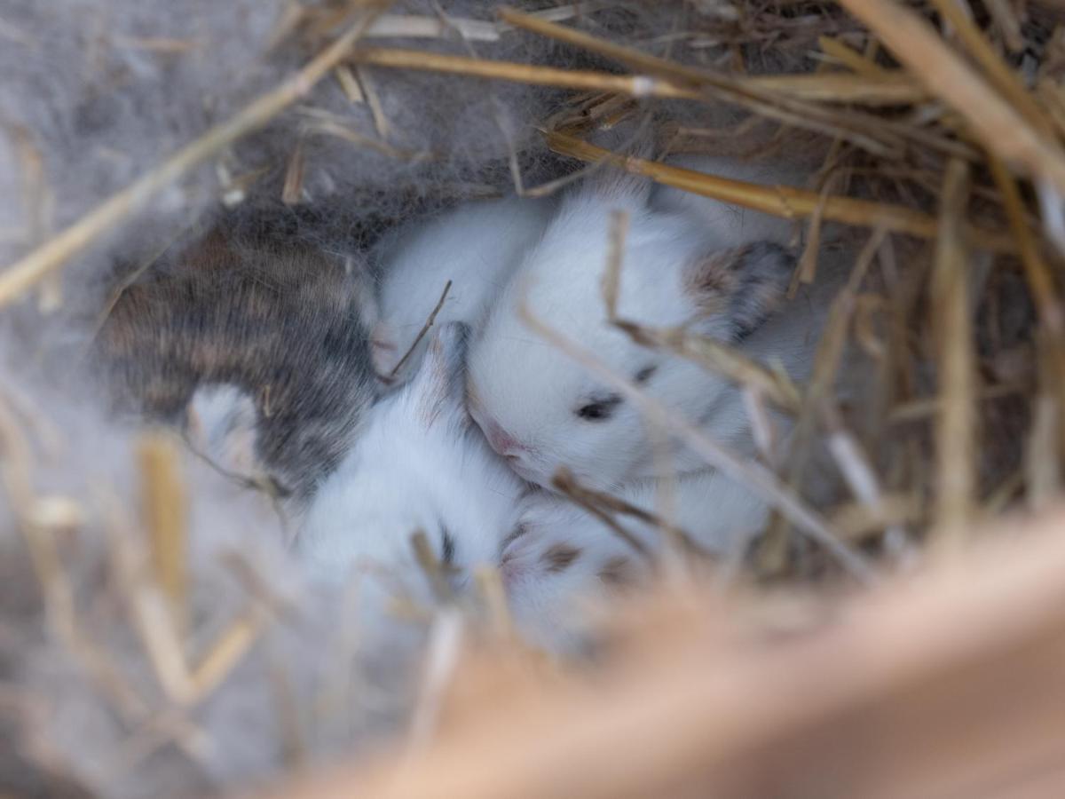 Animaux dans l'hôtel ou à proximité