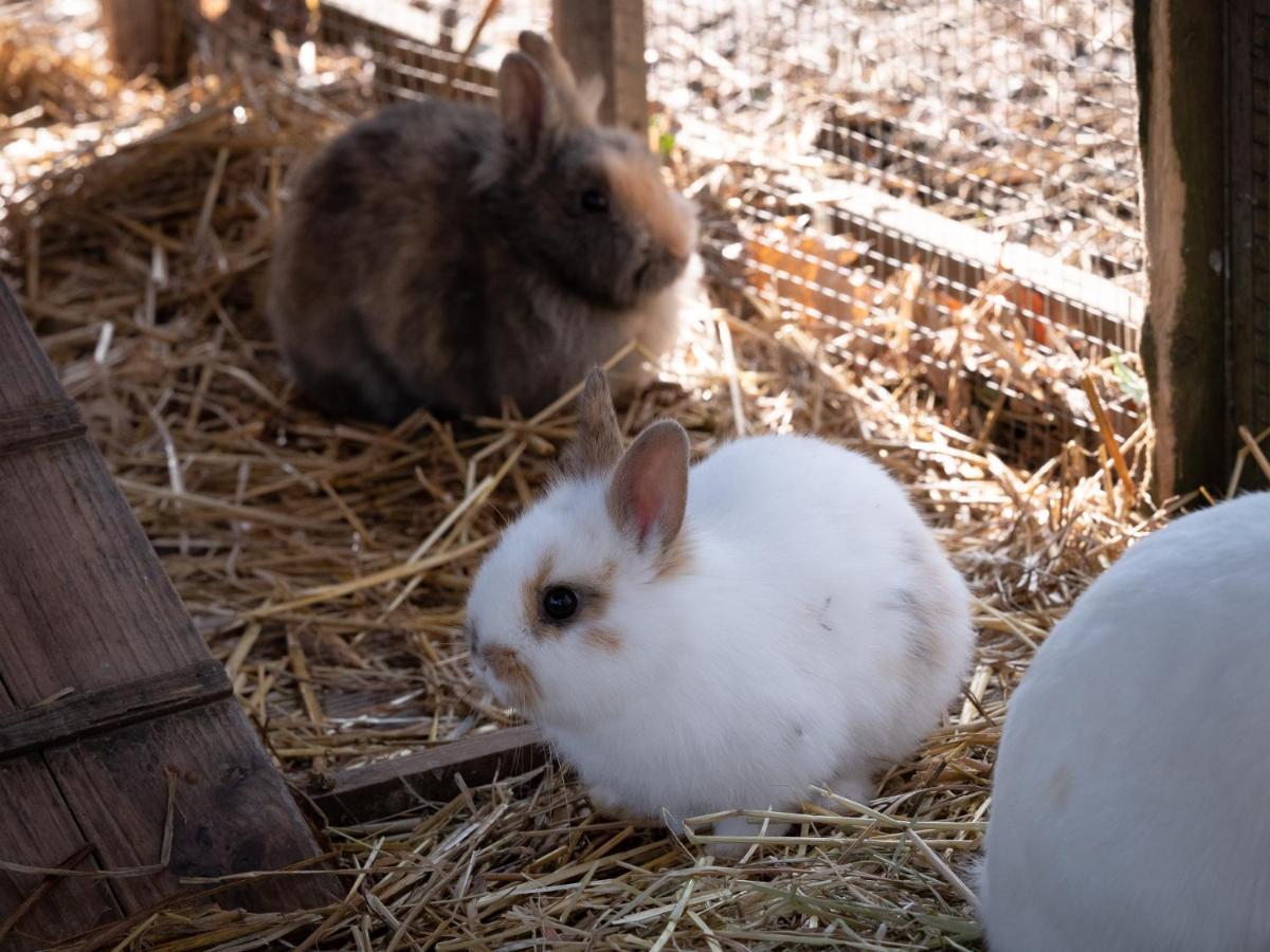 Animaux dans l'hôtel ou à proximité