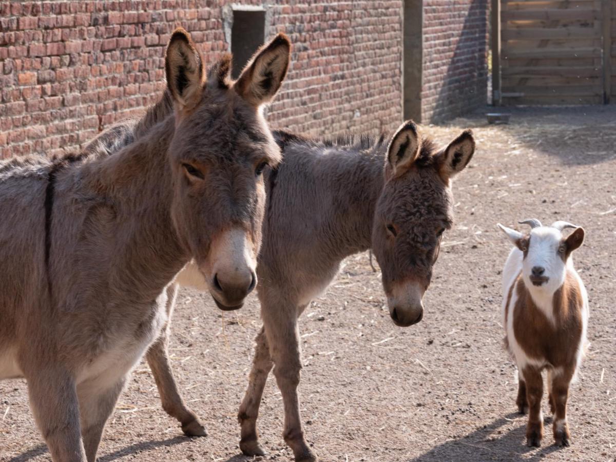 Animaux dans l'hôtel ou à proximité