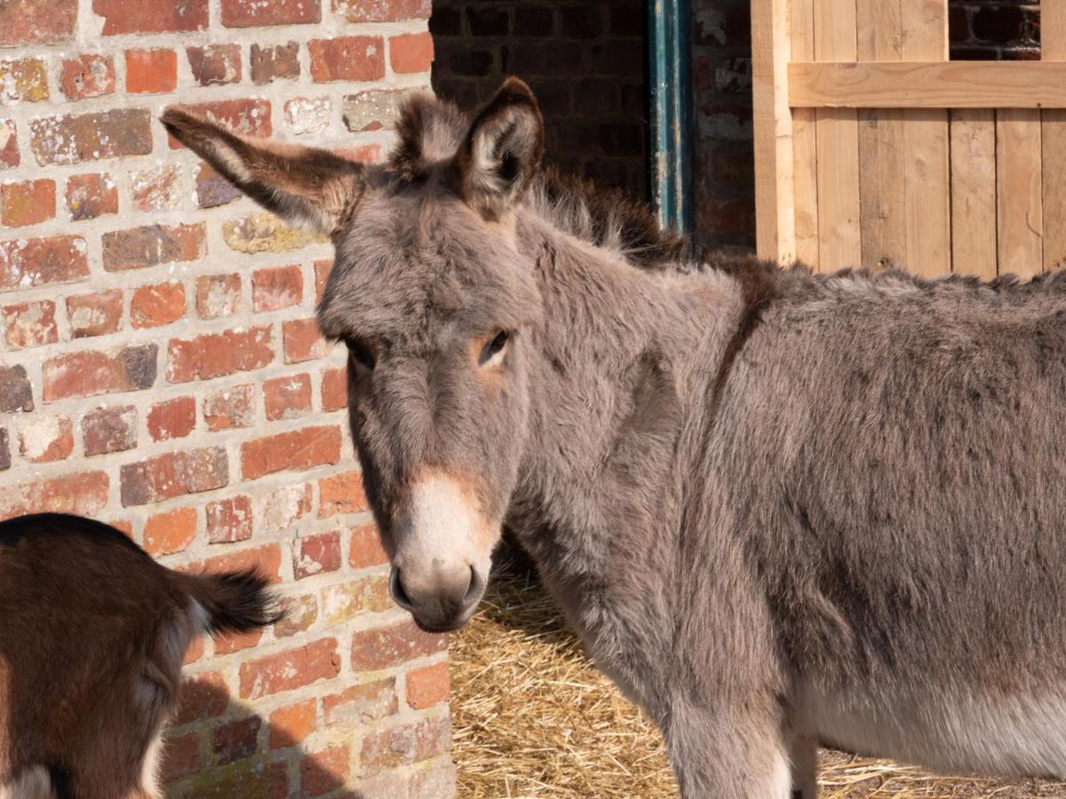 Animaux dans l'hôtel ou à proximité