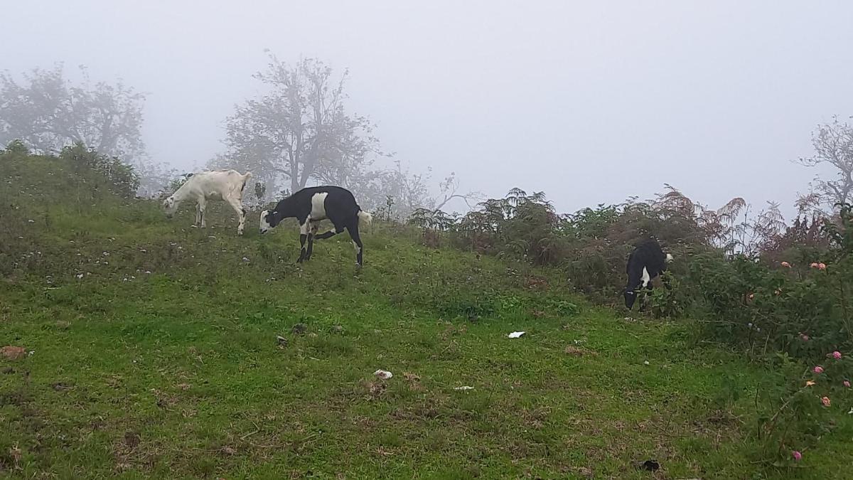 Salora Kodai - Housity