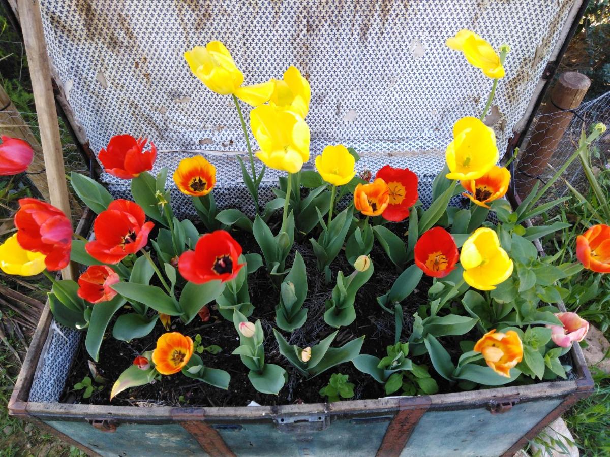 The Fool and The Princess ~Wooden Houses~ - Housity