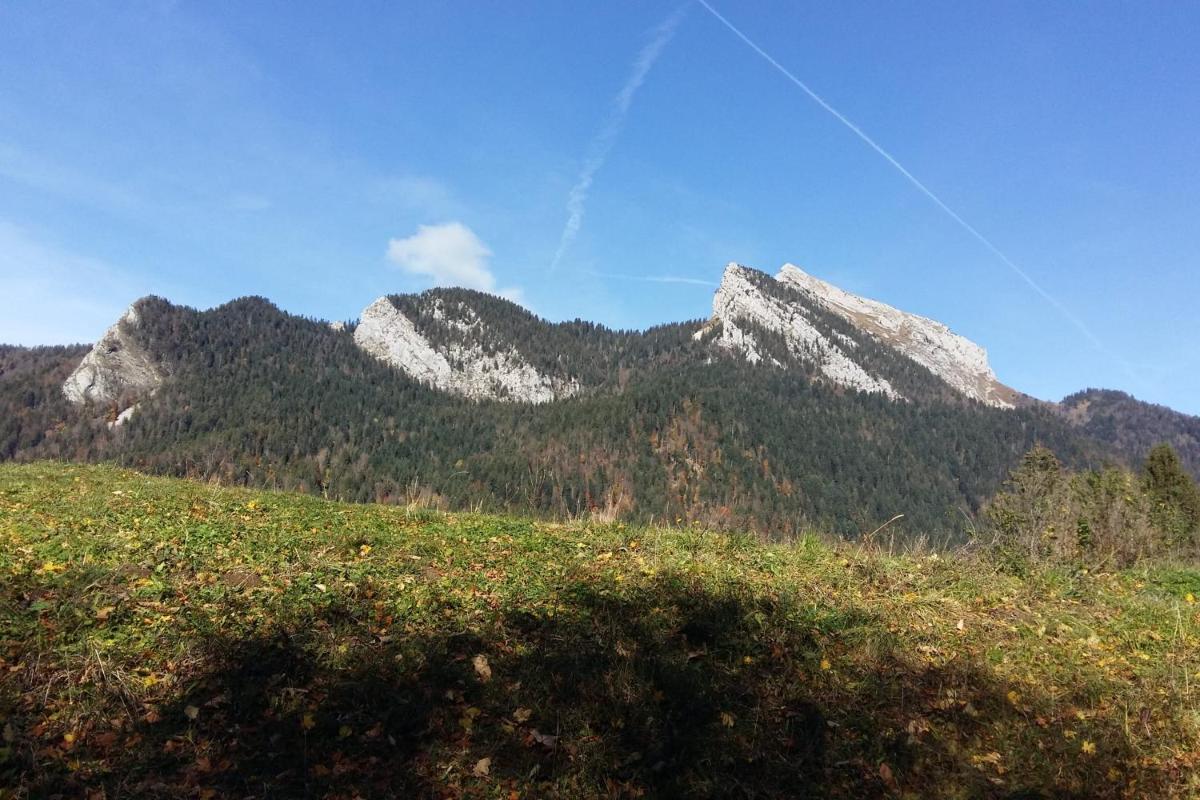 Le Chartreux de Saint Pierre de Chartreuse - Housity