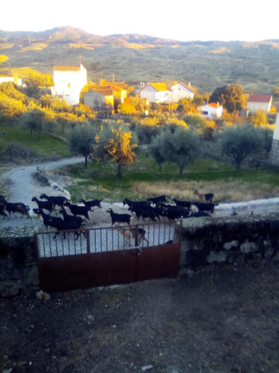 Pedregulho Experience - Housity