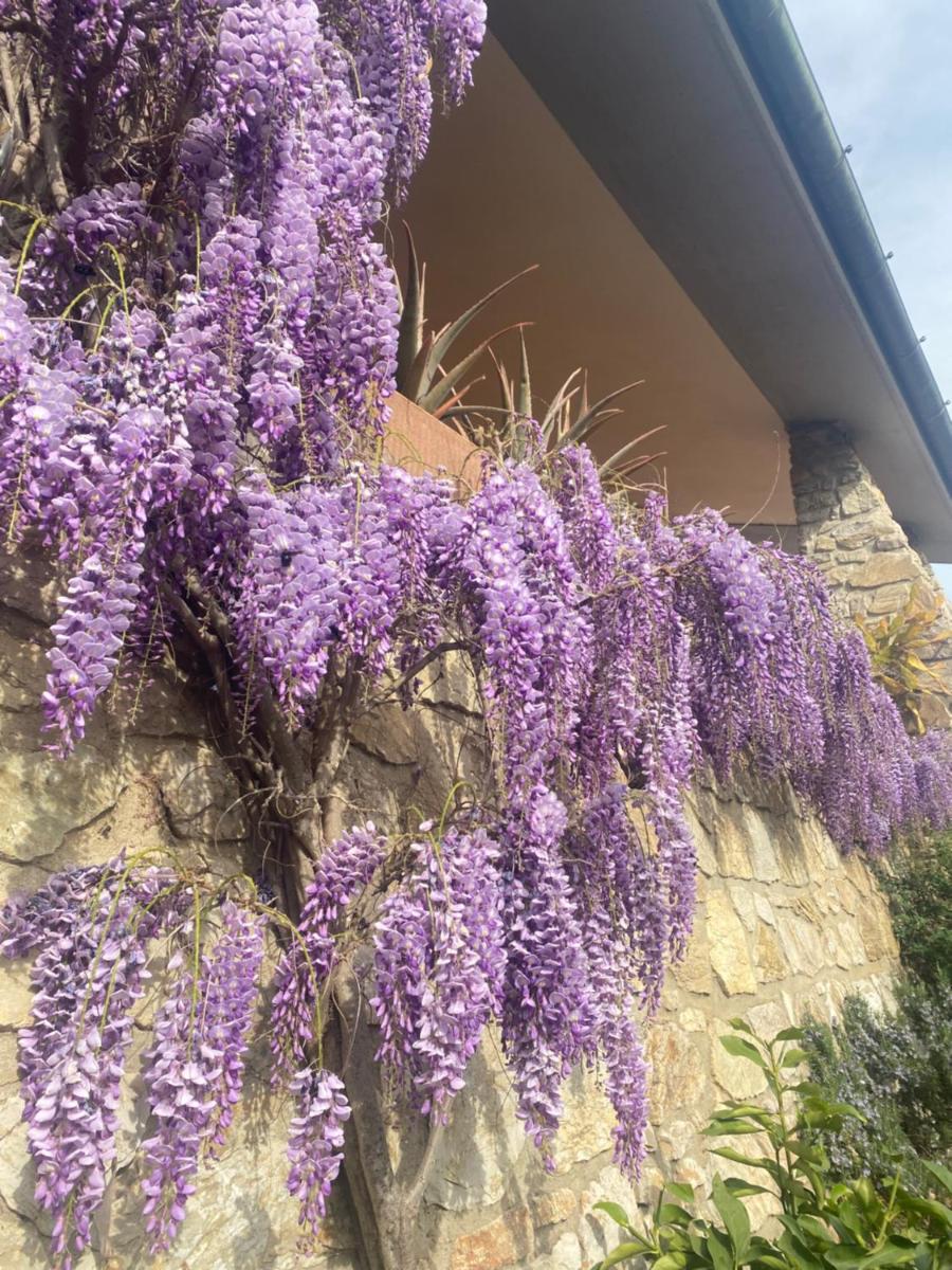 B&B Fior Di Toscana - Housity
