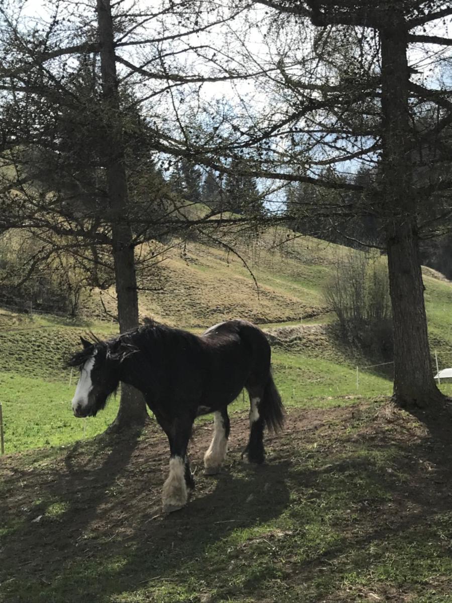 Au Pré des Chevaux - Housity