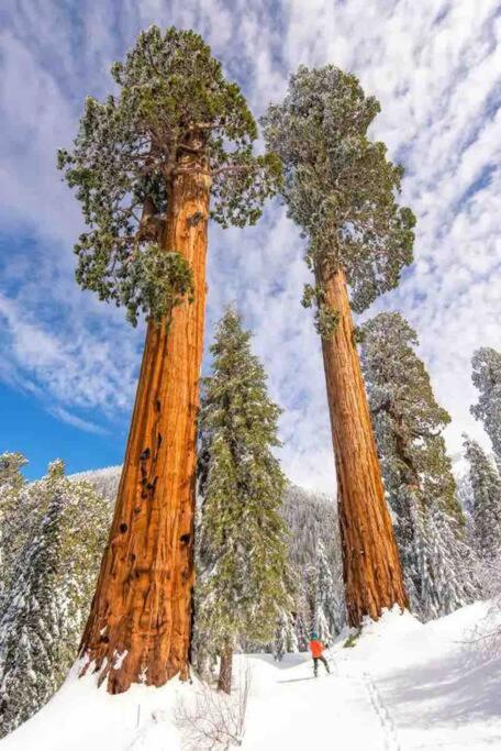 Sweet getaway in private Giant Sequoia Grove! - Housity