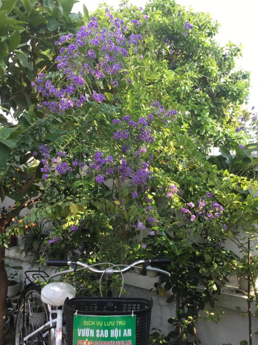 Star Garden Hoi An - Housity