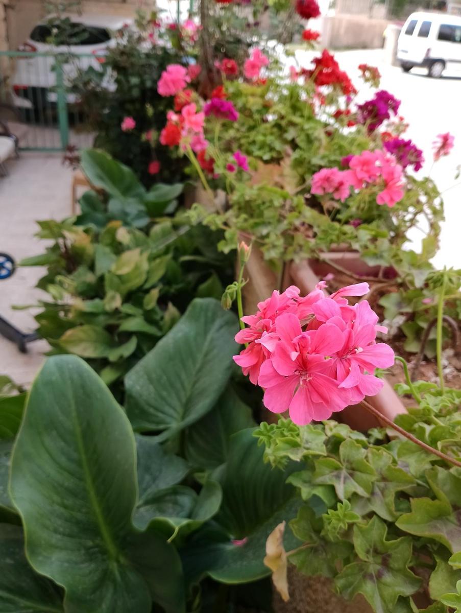 B&B at Palestinian home / Beit Sahour - Housity