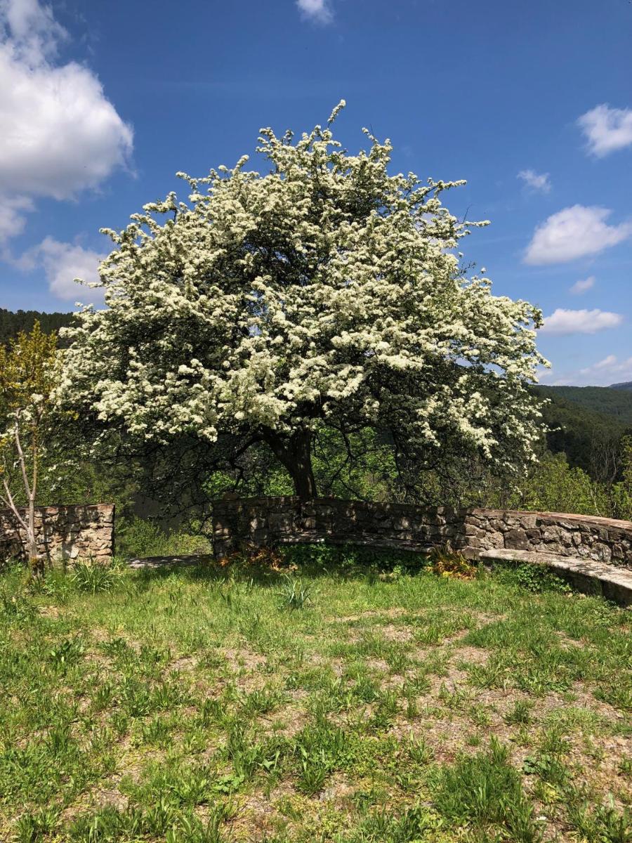 Studio avec terrasse dans mas historique cevenol - Housity