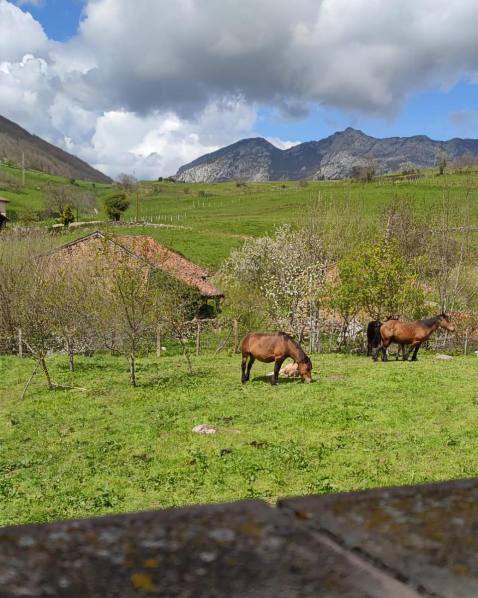 Posada la escuela - Bed&Breakfast - Housity