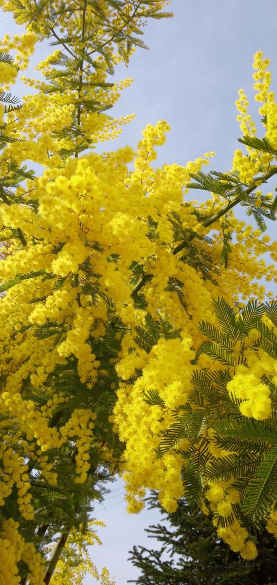locazione mimosa con giardino - Housity