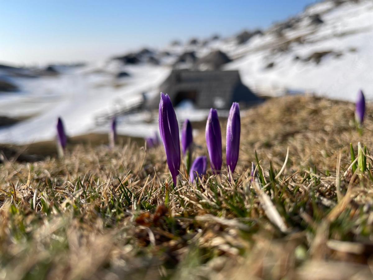 Velika planina Chalet SLOVENKA - Housity