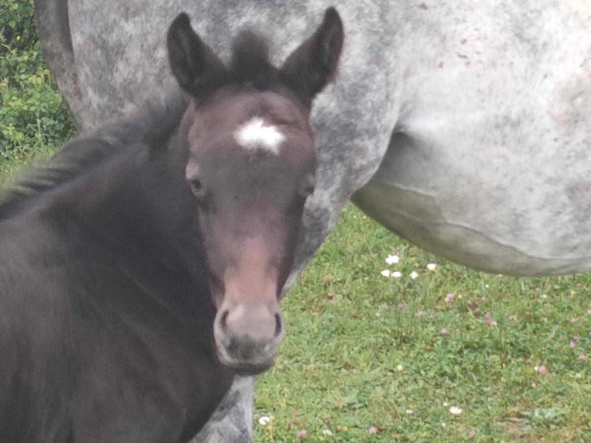 Haras des Buissonnets - Housity