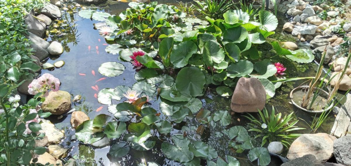 Rózsa Apartman - Housity