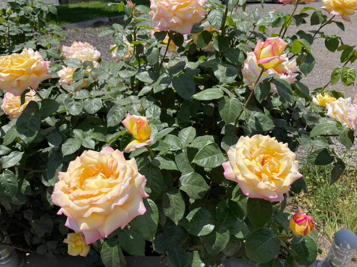 Yolyans Hotel - Housity