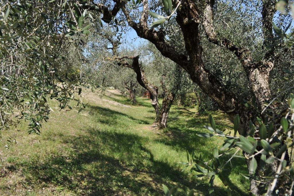 LA CASA TRA GLI OLIVI - Housity