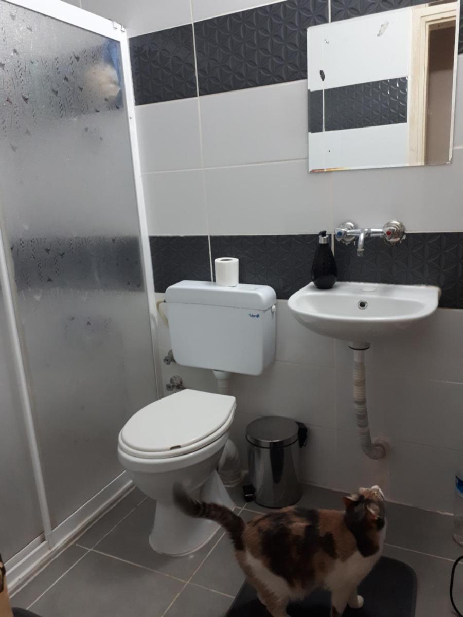 Kedim ve köpeğimle misafirimiz olur musunuz ? - Housity